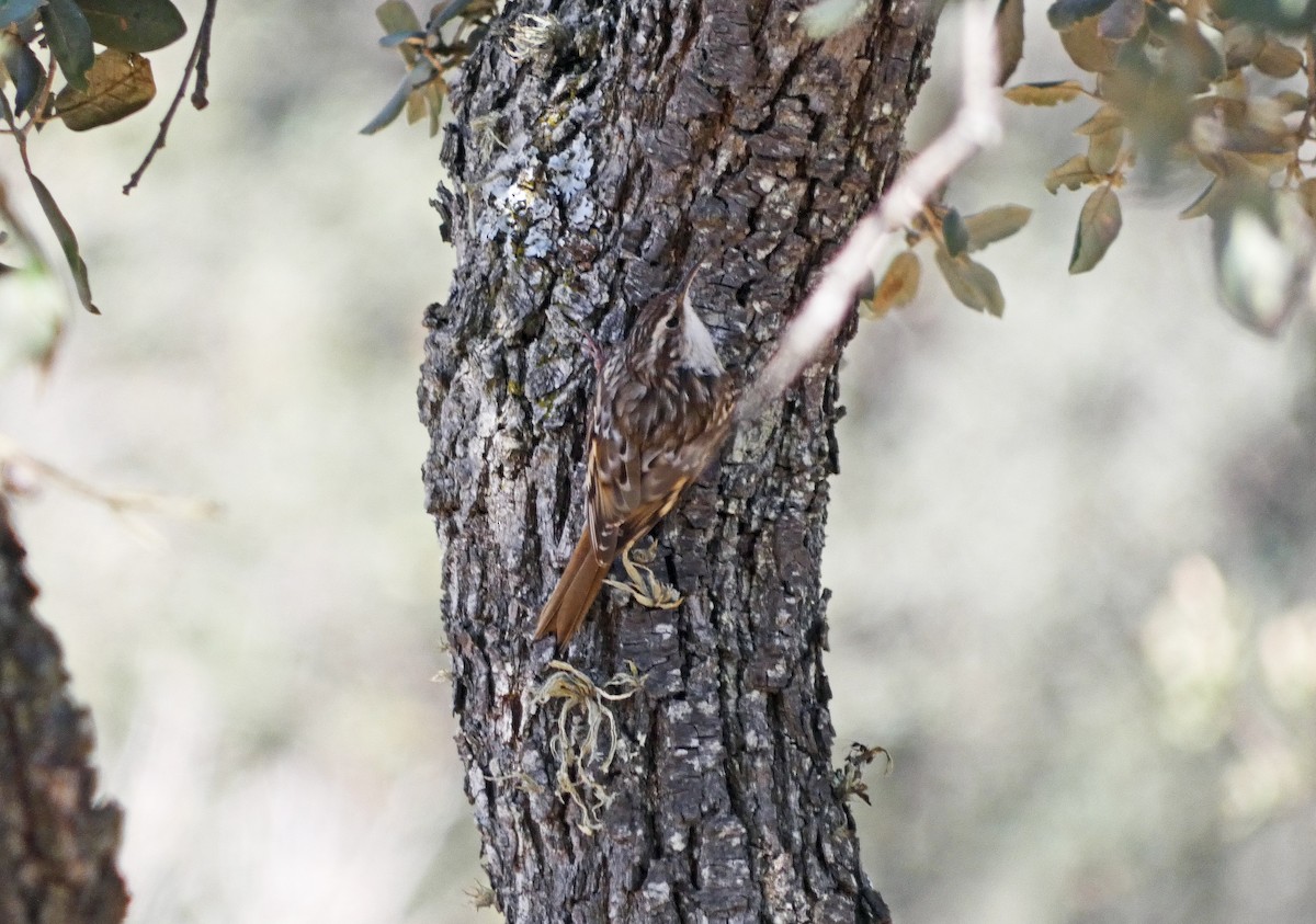 Short-toed Treecreeper - ML567848181