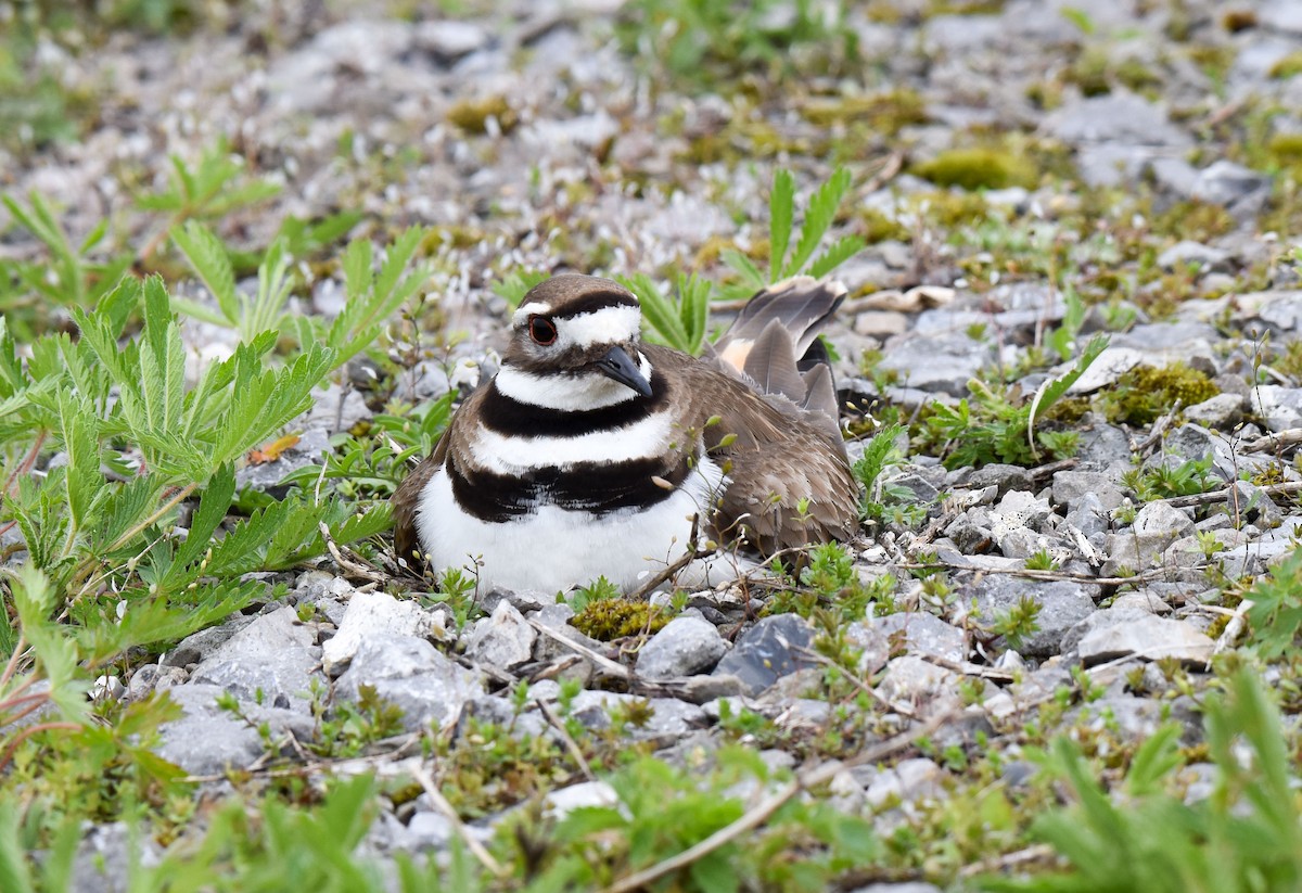 Killdeer - Celeste Morien