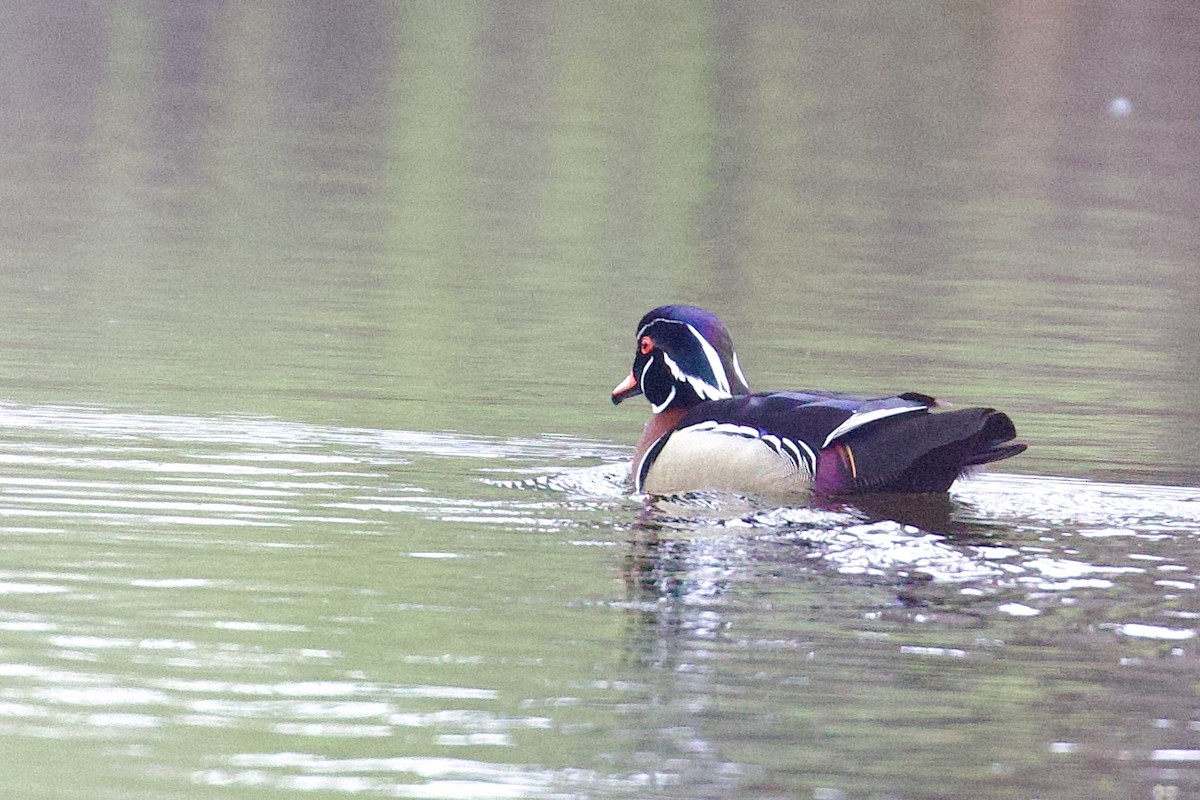 Wood Duck - ML567849721