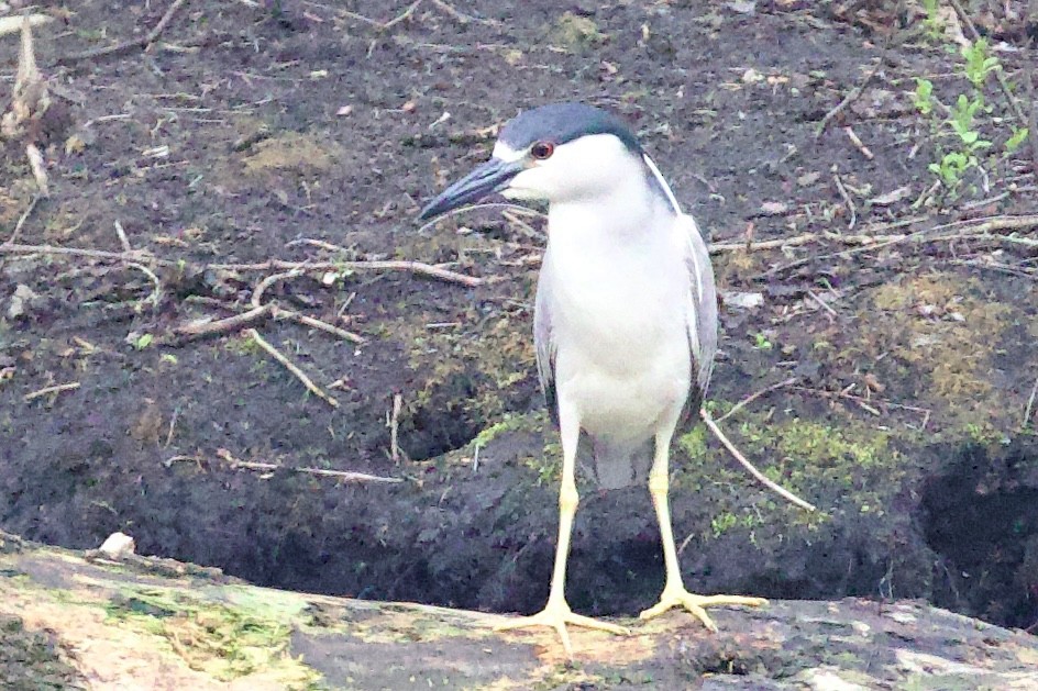 Black-crowned Night Heron - Robert Burmaster