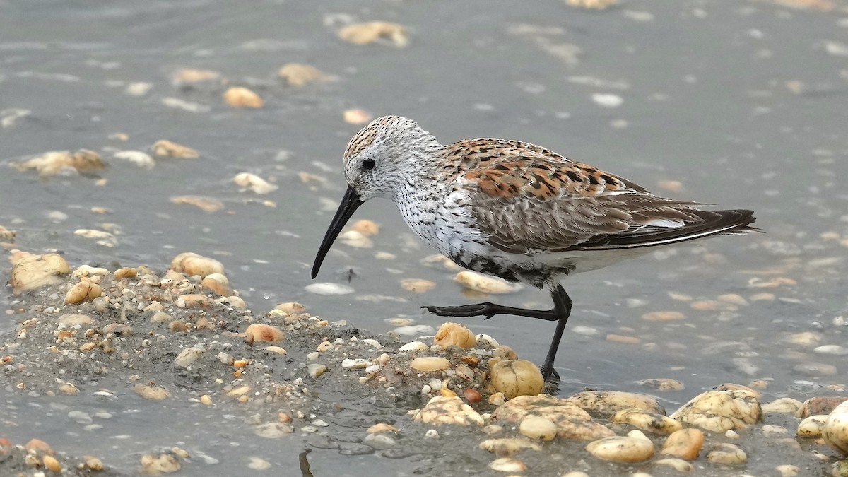 Dunlin - Sunil Thirkannad