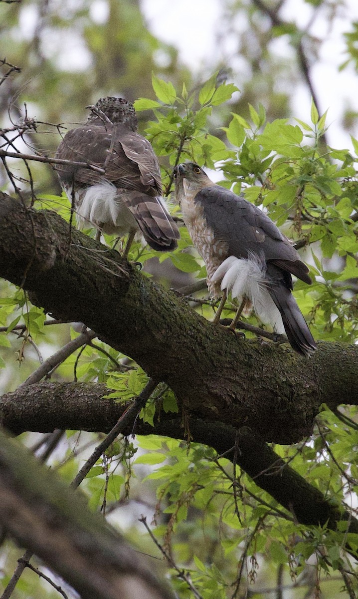 Cooper's Hawk - ML567850381