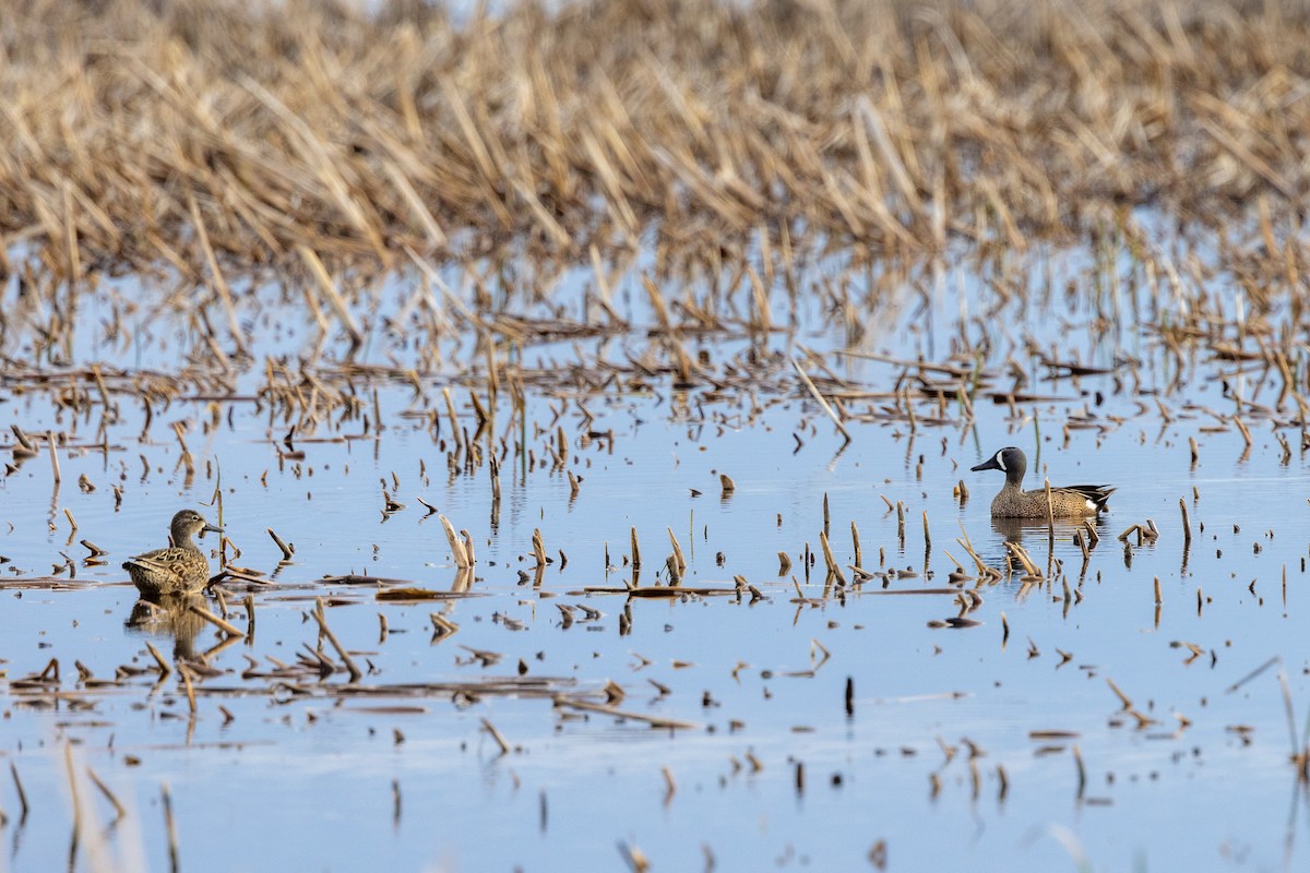 Blue-winged Teal - ML567851271
