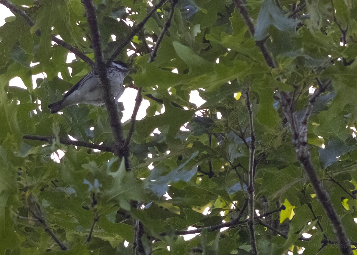Blackpoll Warbler - ML567851851