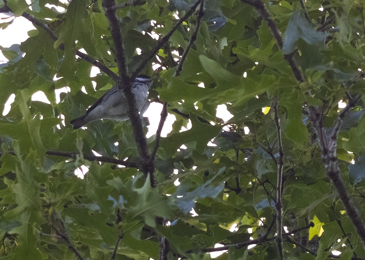 Blackpoll Warbler - ML567851861