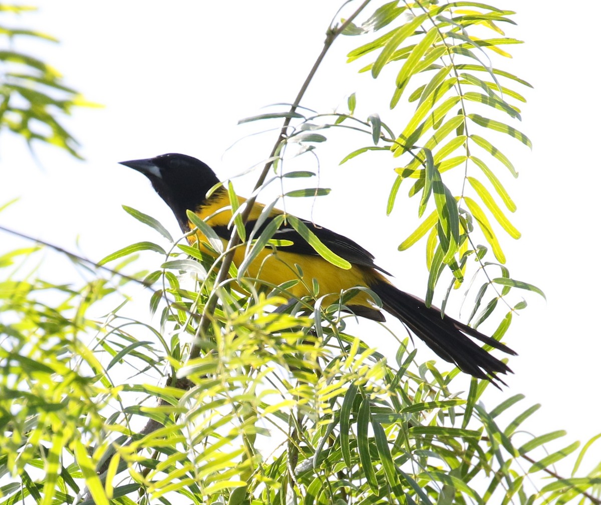 Audubon's Oriole - ML567852221