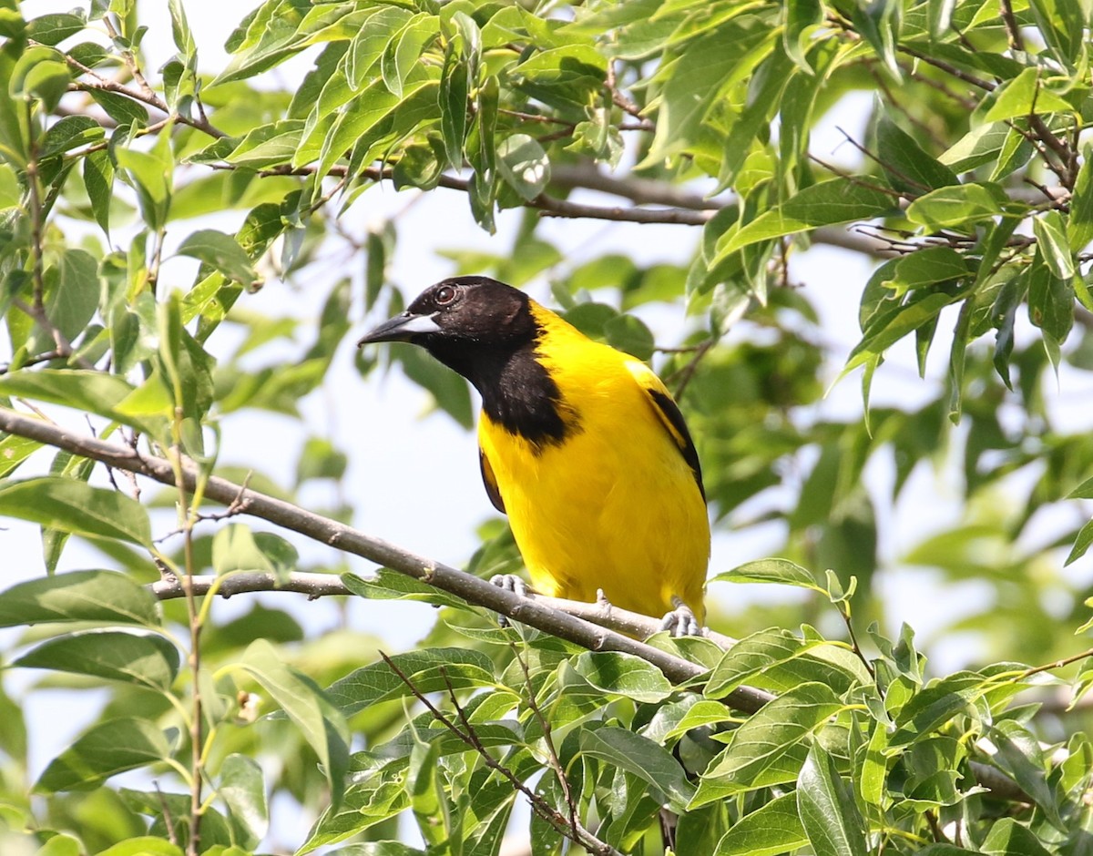 Audubon's Oriole - ML567852251