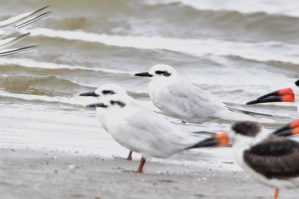 Snowy-crowned Tern - ML567852741