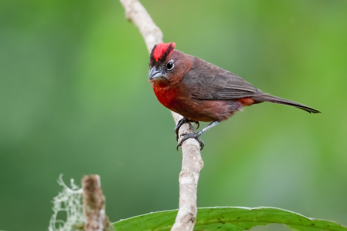 Red-crested Finch - Ben Lucking