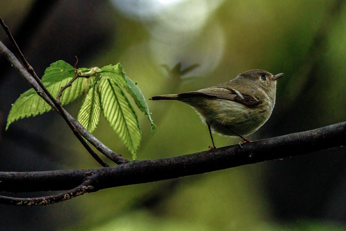 Ruby-crowned Kinglet - ML567854011