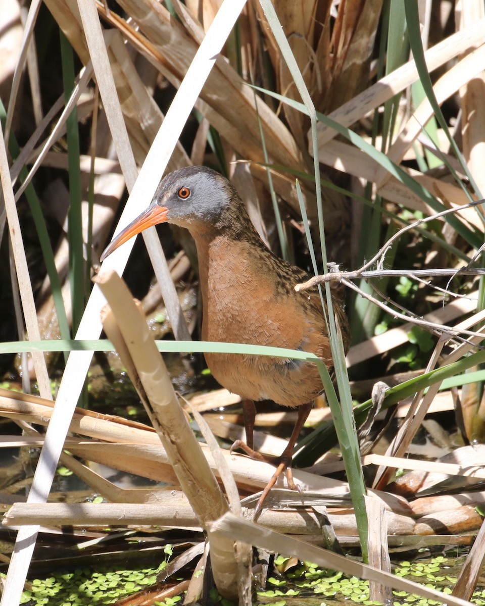 Virginia Rail - Laurens Halsey