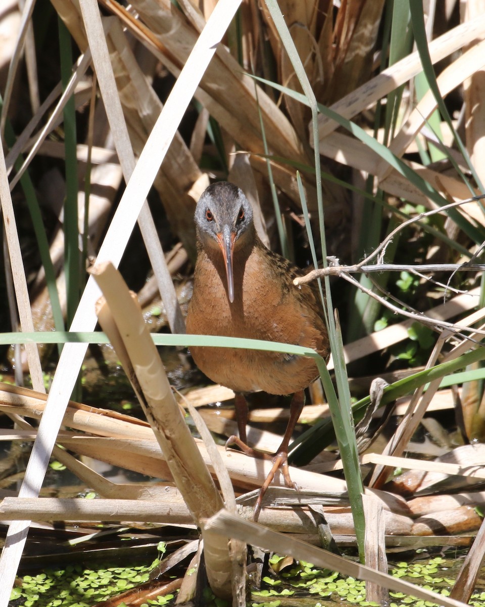 Virginia Rail - ML567854841