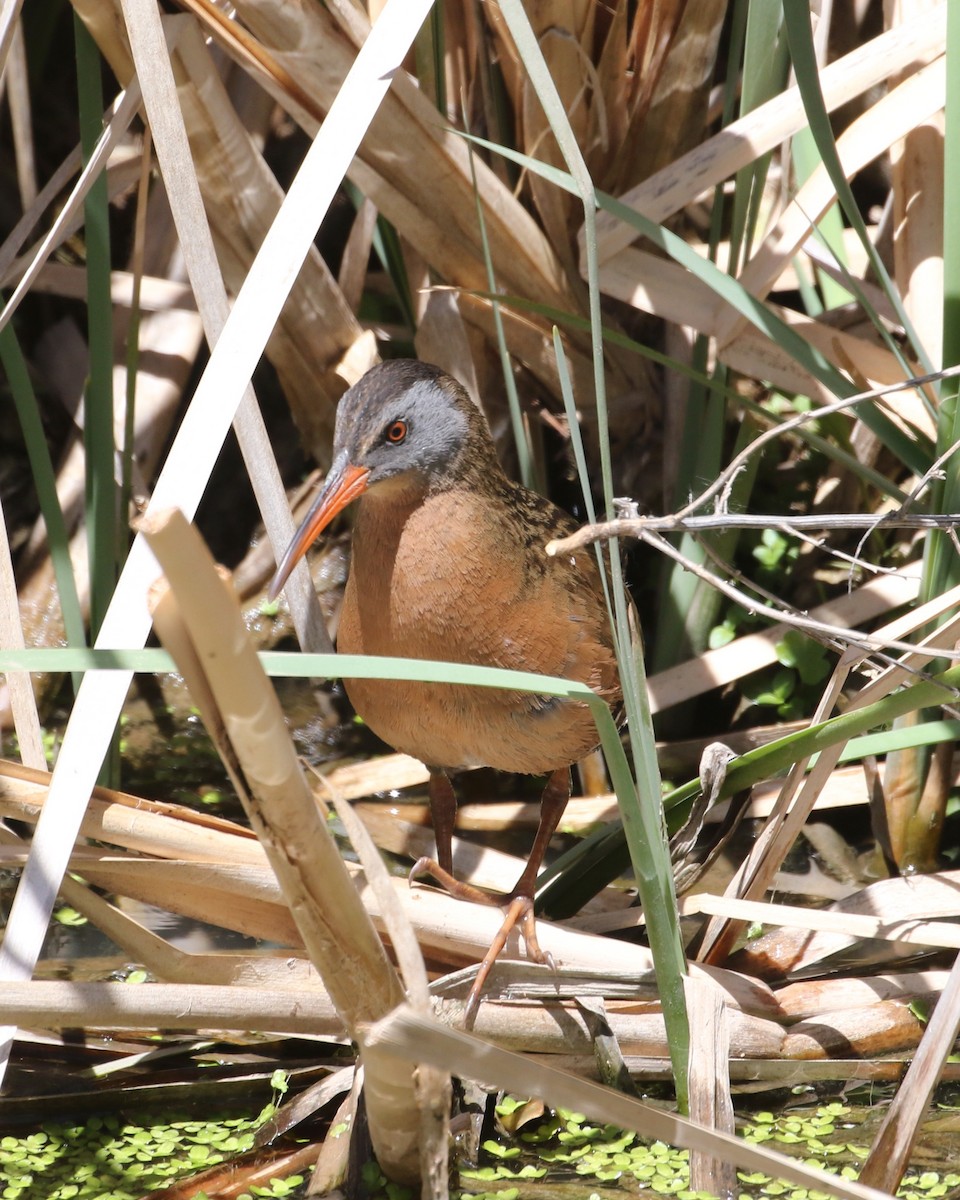 Virginia Rail - ML567854851