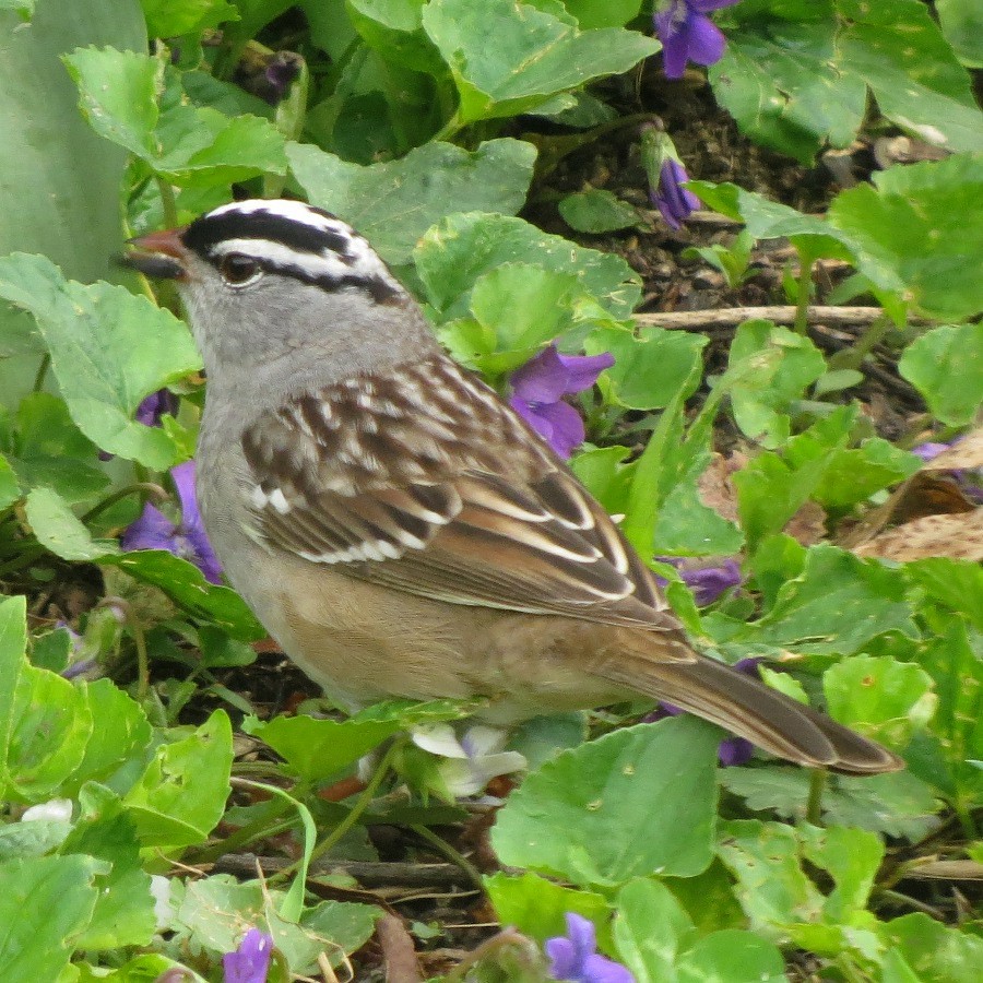 White-crowned Sparrow - Ilona Loser