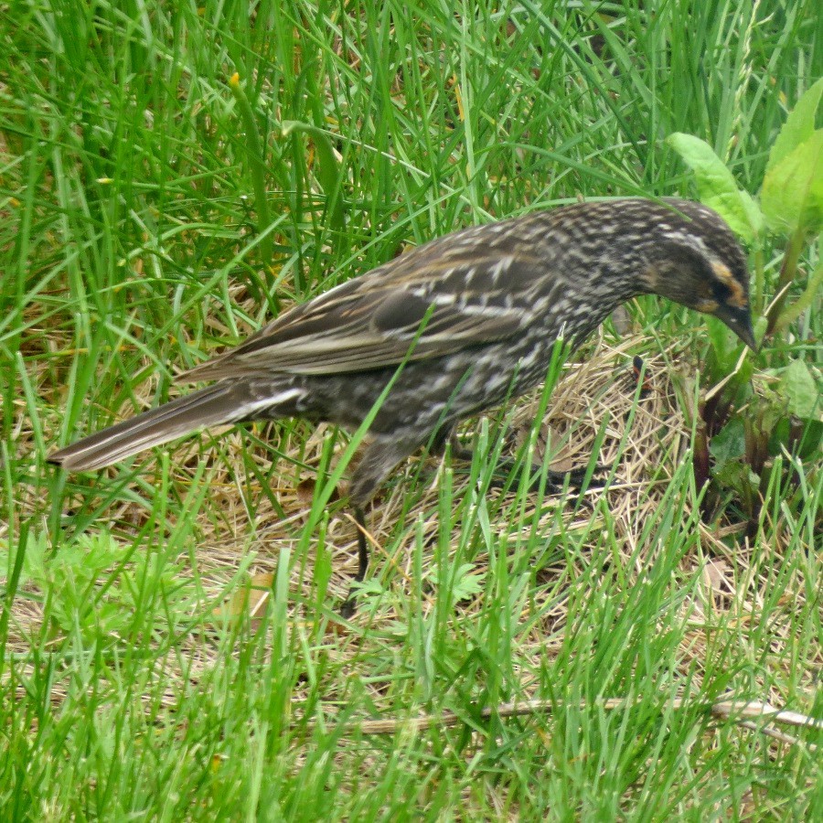 Red-winged Blackbird - ML567855631