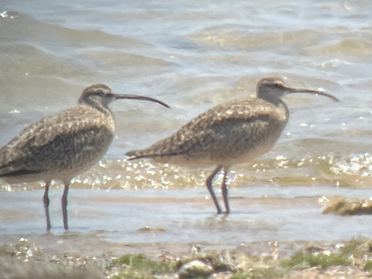 Whimbrel - ML567859171