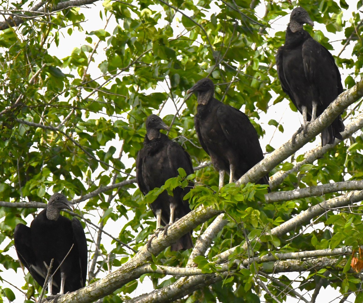 Black Vulture - ML567860191