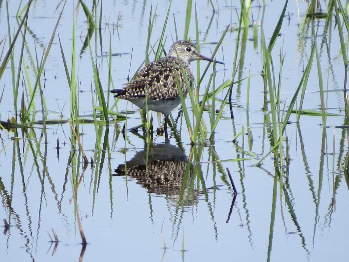 Lesser Yellowlegs - ML56786051