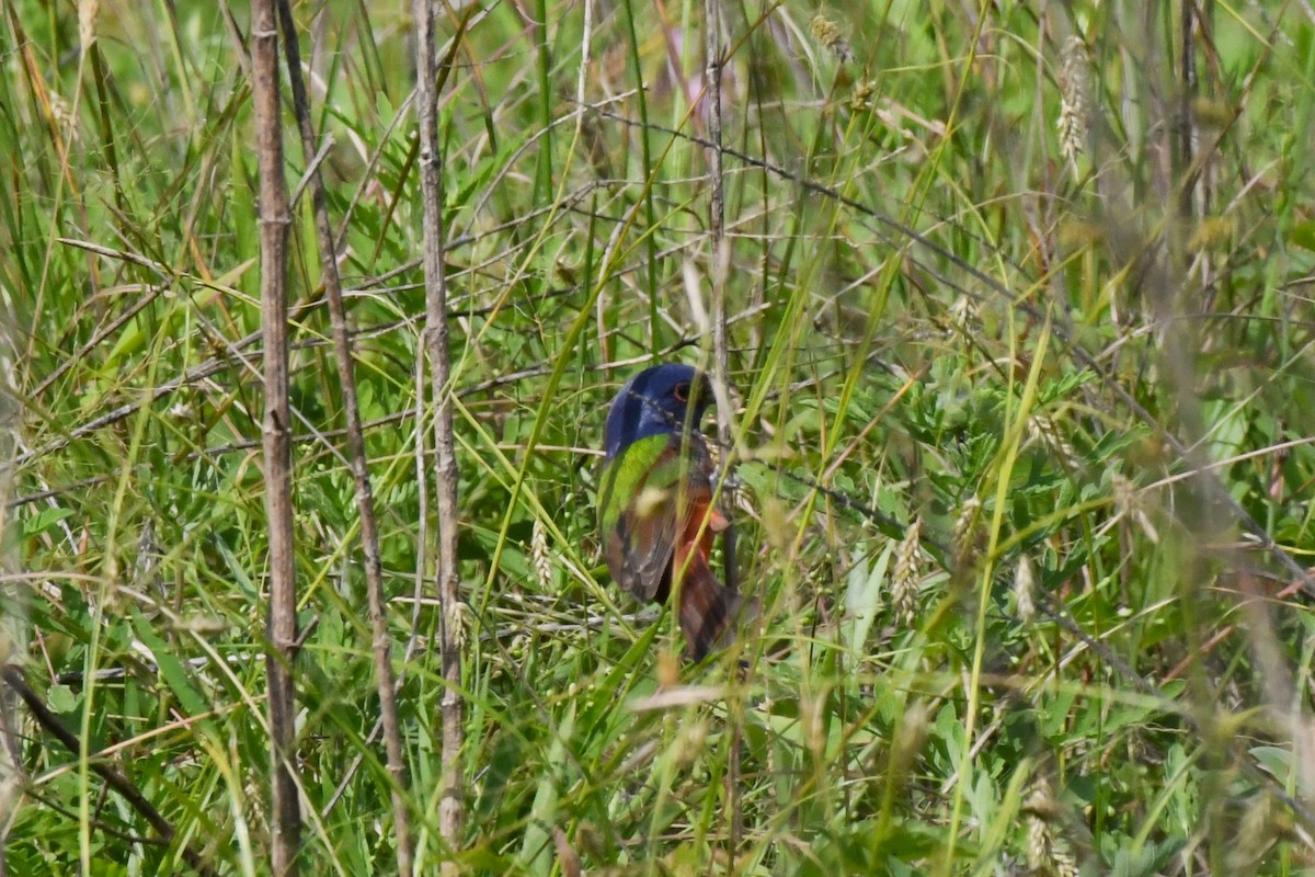 Painted Bunting - ML567860531