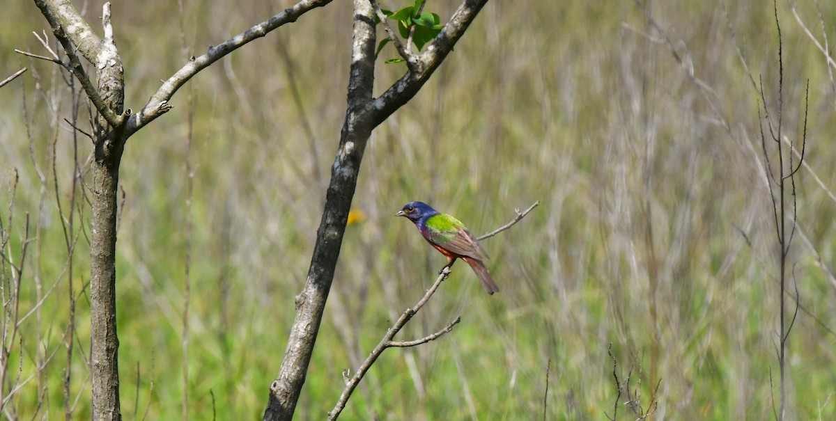 Painted Bunting - ML567860541