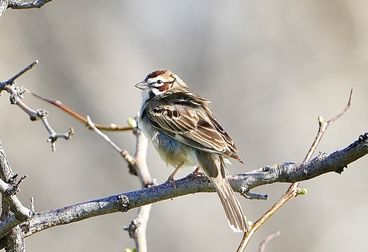 Lark Sparrow - ML567861751