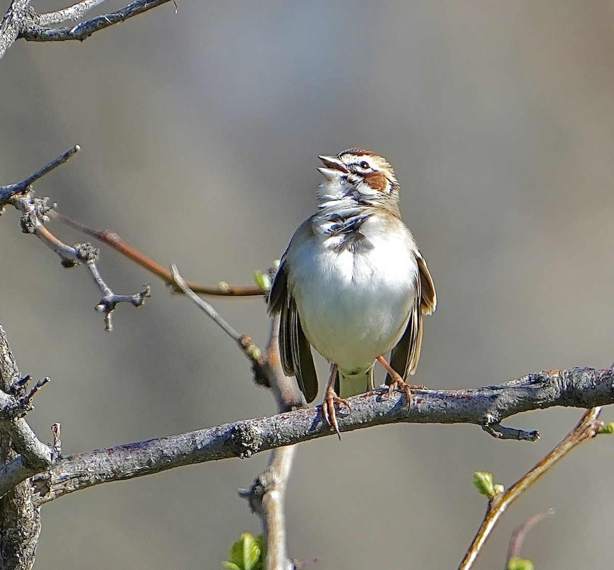 Lark Sparrow - ML567861791