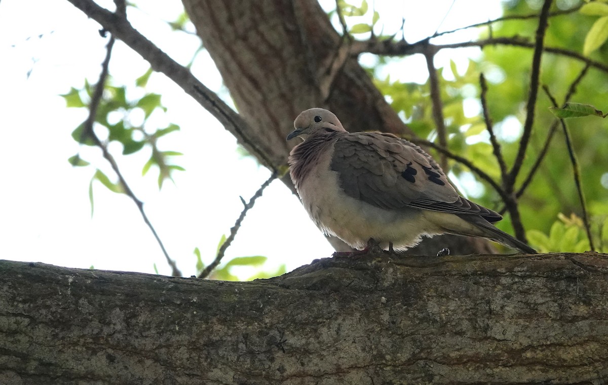 Eared Dove - ML567862051