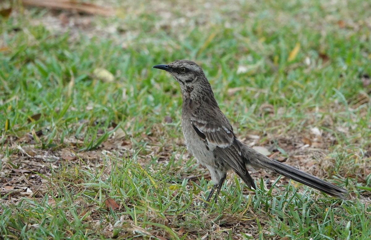 Long-tailed Mockingbird - ML567862461