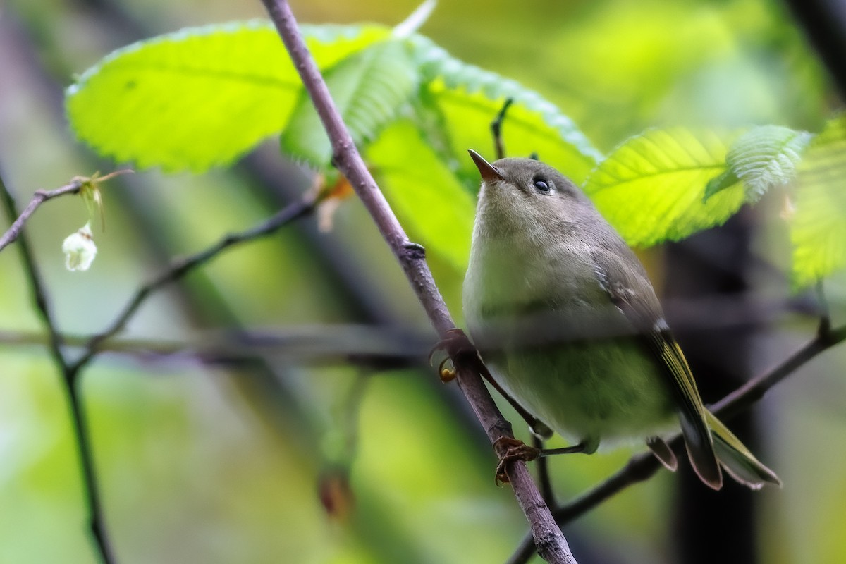 Ruby-crowned Kinglet - ML567862791