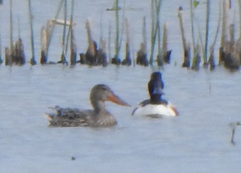 Northern Shoveler - ML567863011