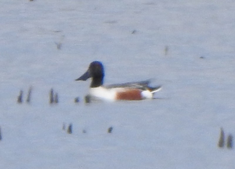 Northern Shoveler - ML567863021