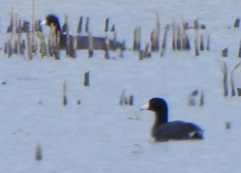 American Coot - ML567863091