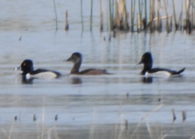 Ring-necked Duck - ML567863191