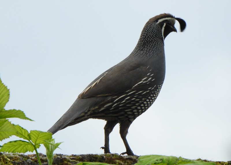 California Quail - ML567863261