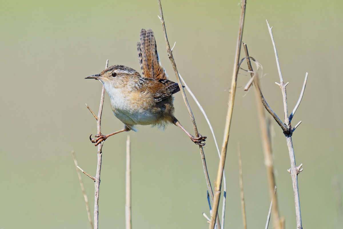 Marsh Wren - ML567863281