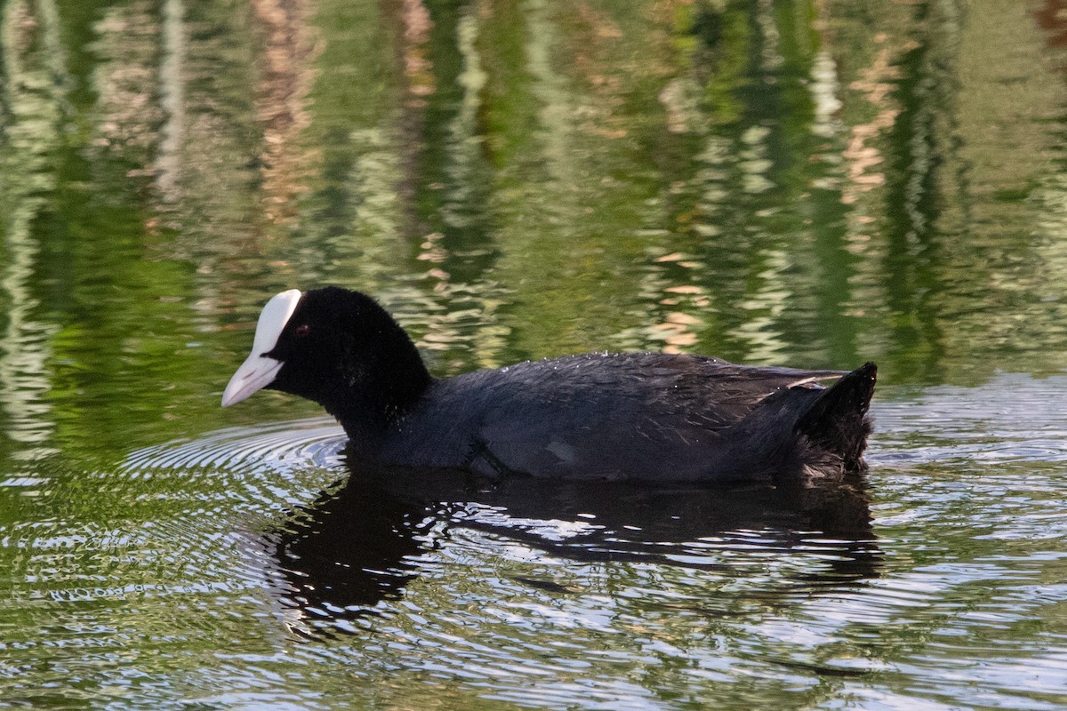 Eurasian Coot - ML567865951