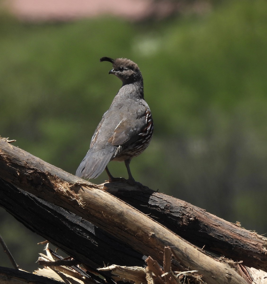 Gambel's Quail - Beth Whittam