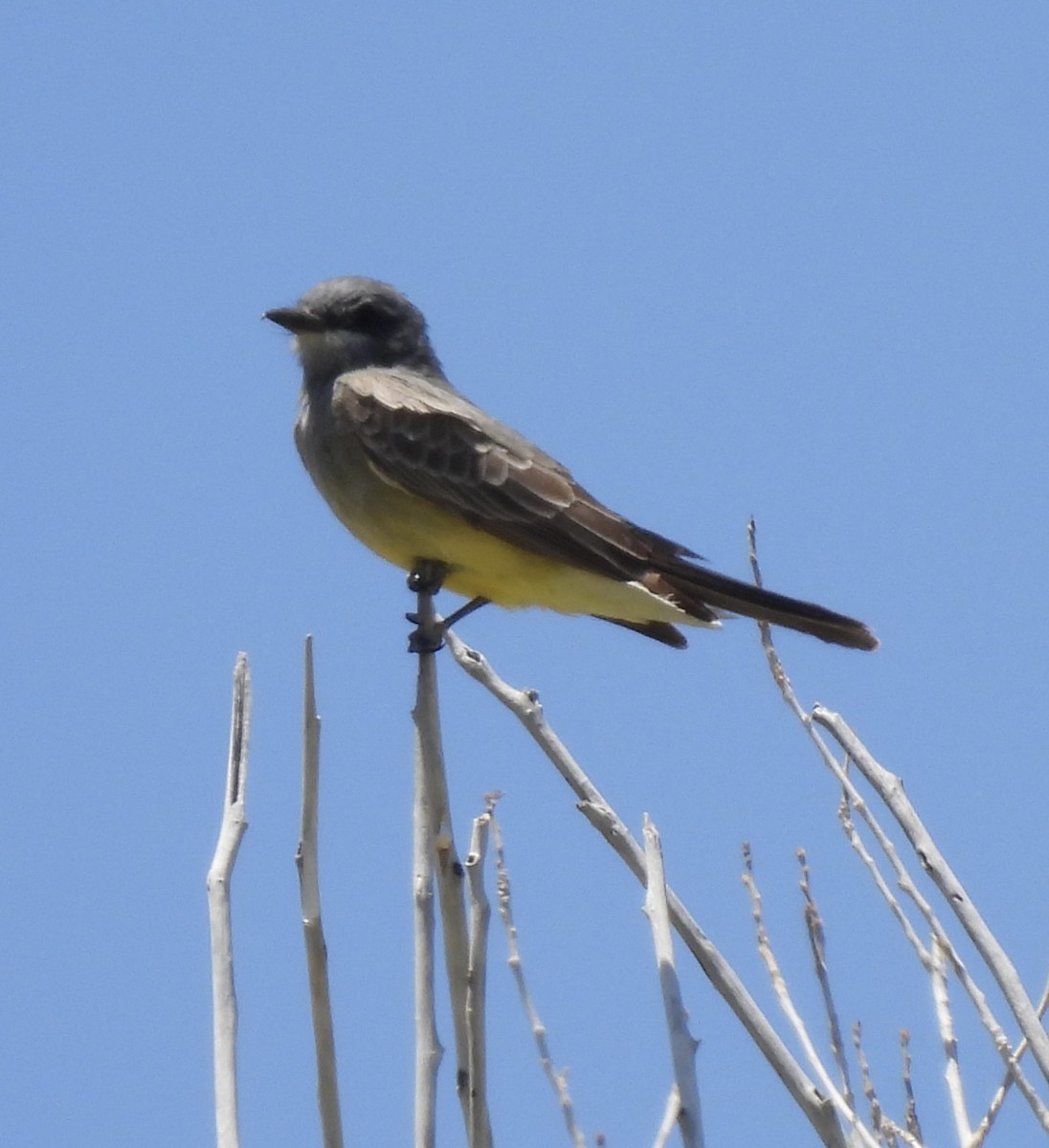 Western Kingbird - ML567866371