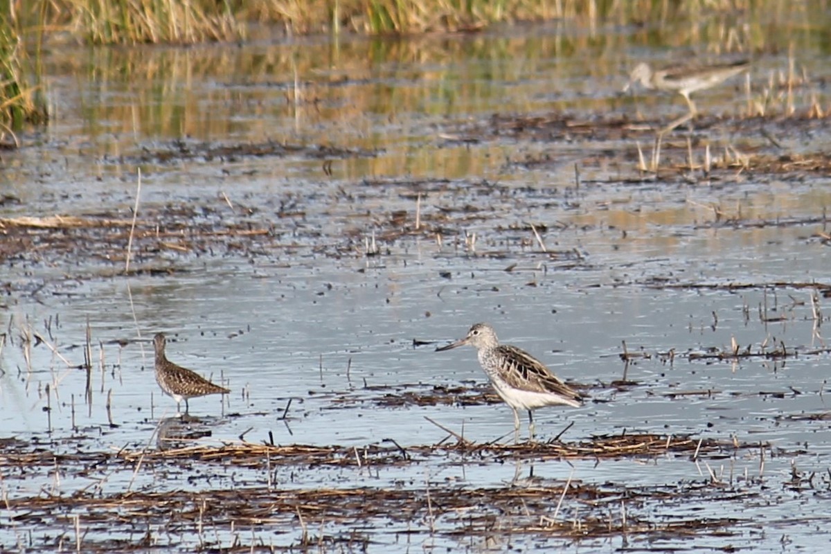 Common Greenshank - Pedro Correia