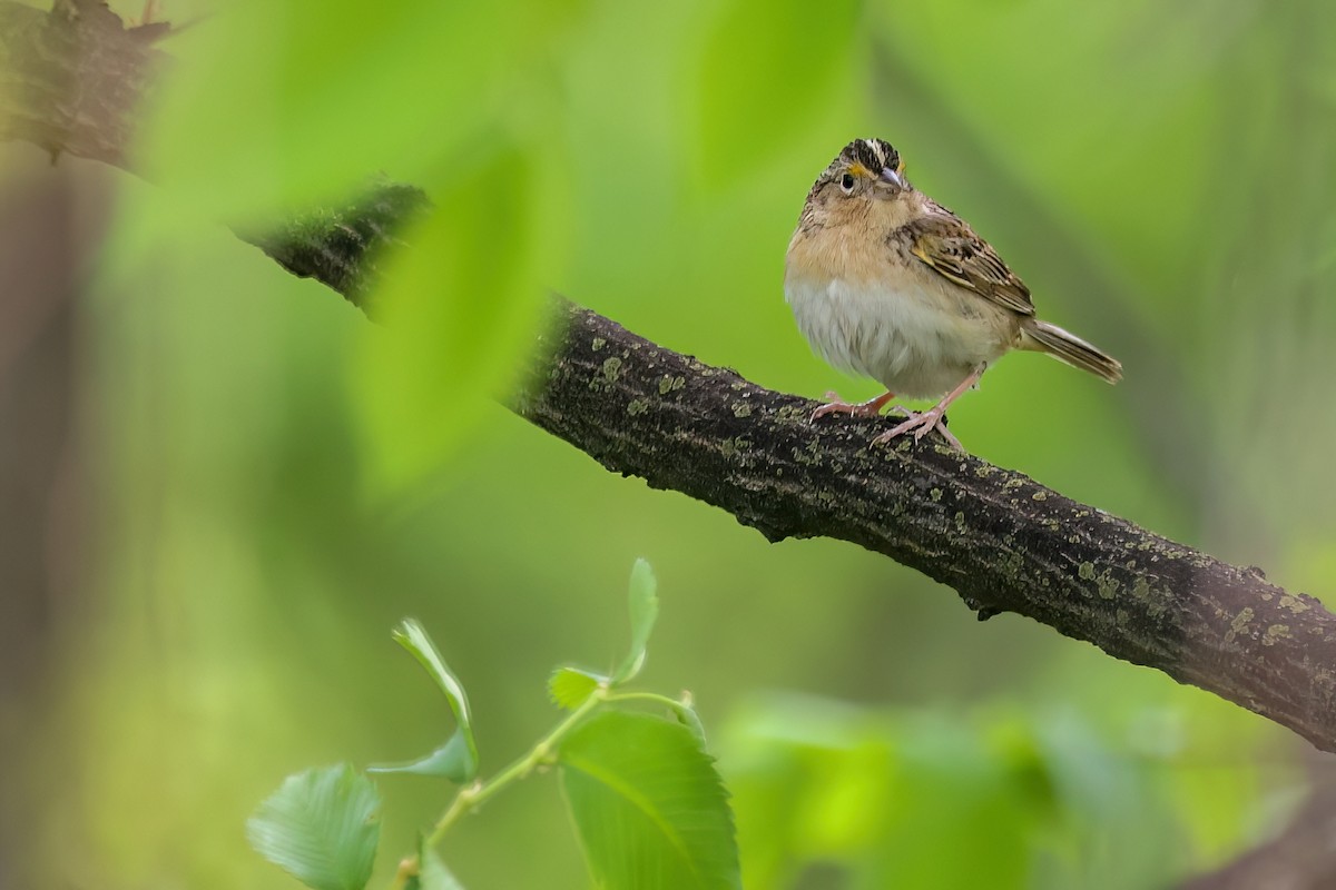 Grasshopper Sparrow - ML567866681