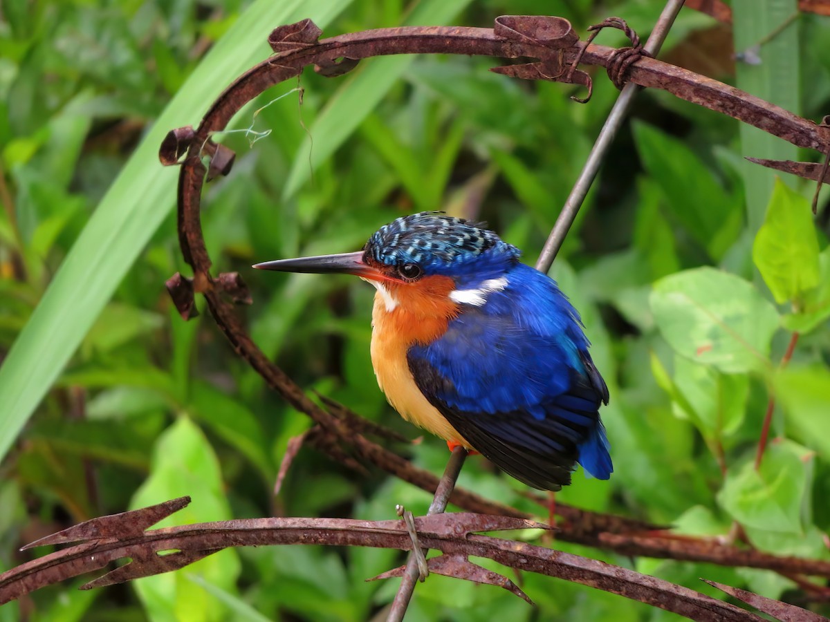 Malagasy Kingfisher - Jörg Hanoldt