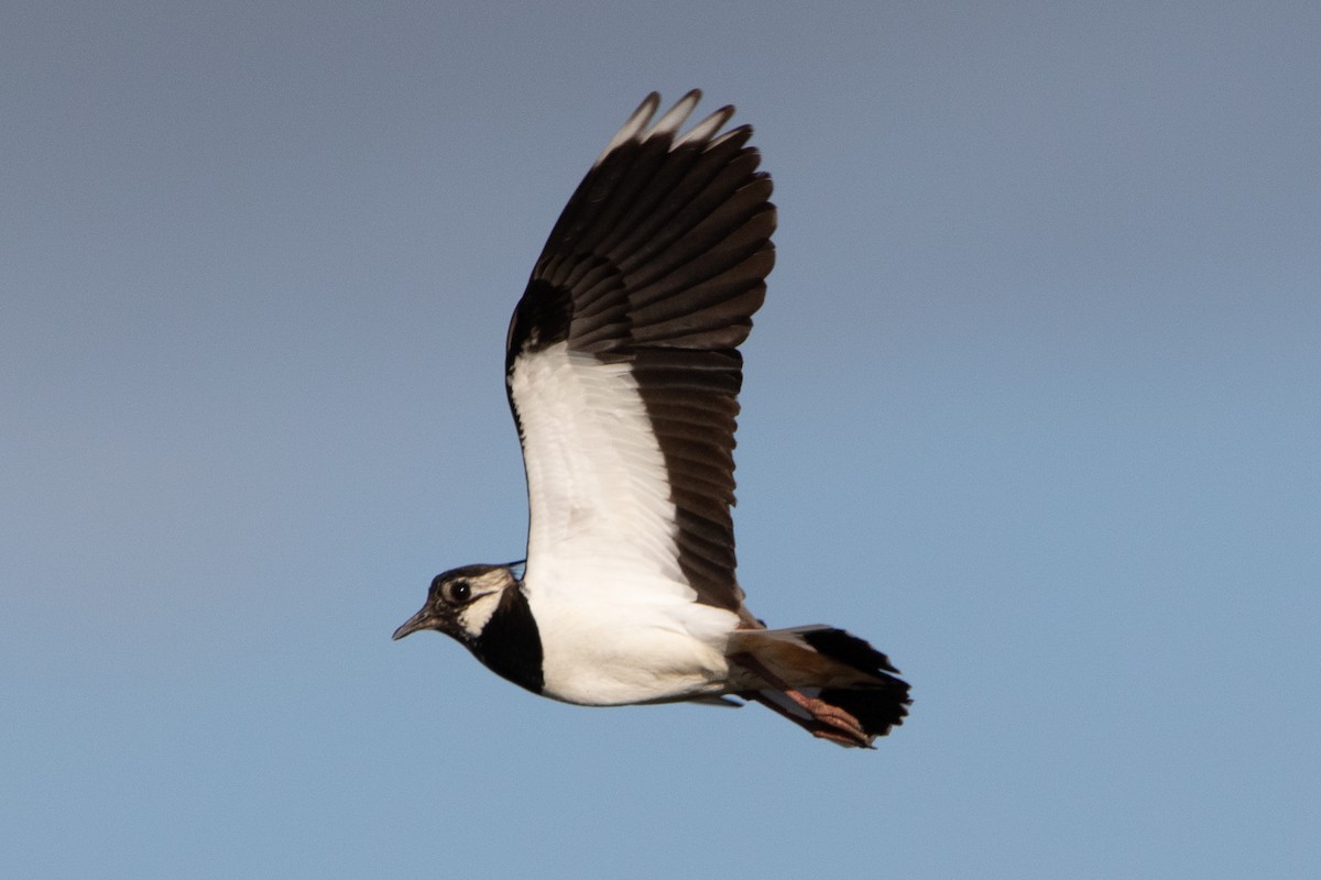 Northern Lapwing - ML567868491