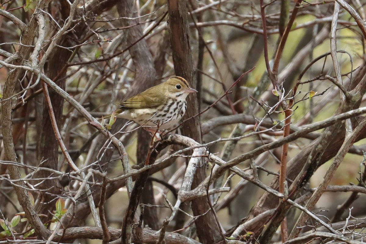 Ovenbird - Brenda Bull