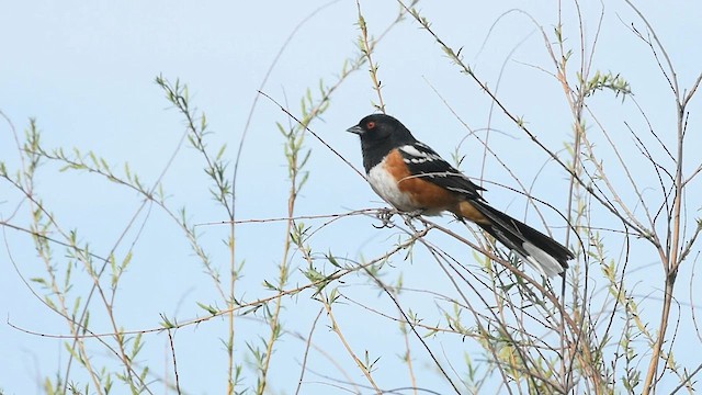 Spotted Towhee - ML567869881