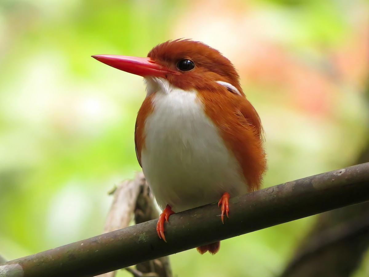 Madagascar Pygmy Kingfisher - Jörg Hanoldt