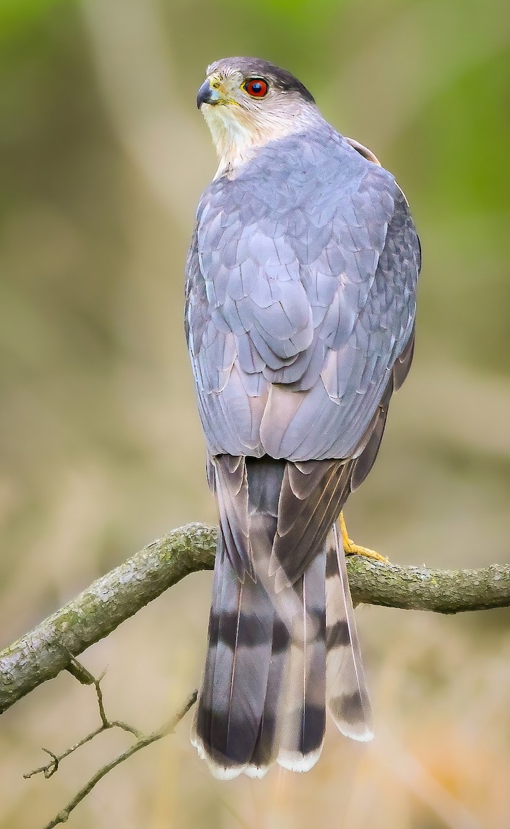 Cooper's Hawk - ML567870721