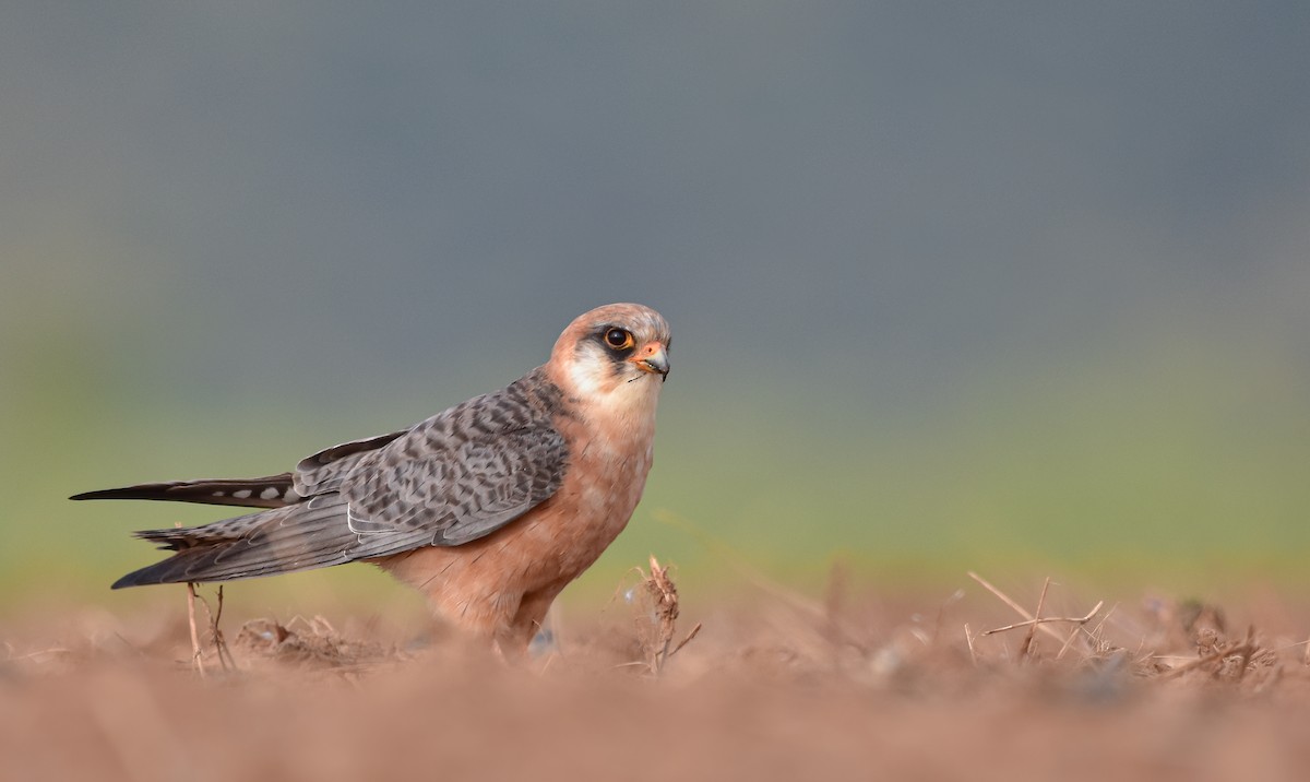 Red-footed Falcon - ML567871181