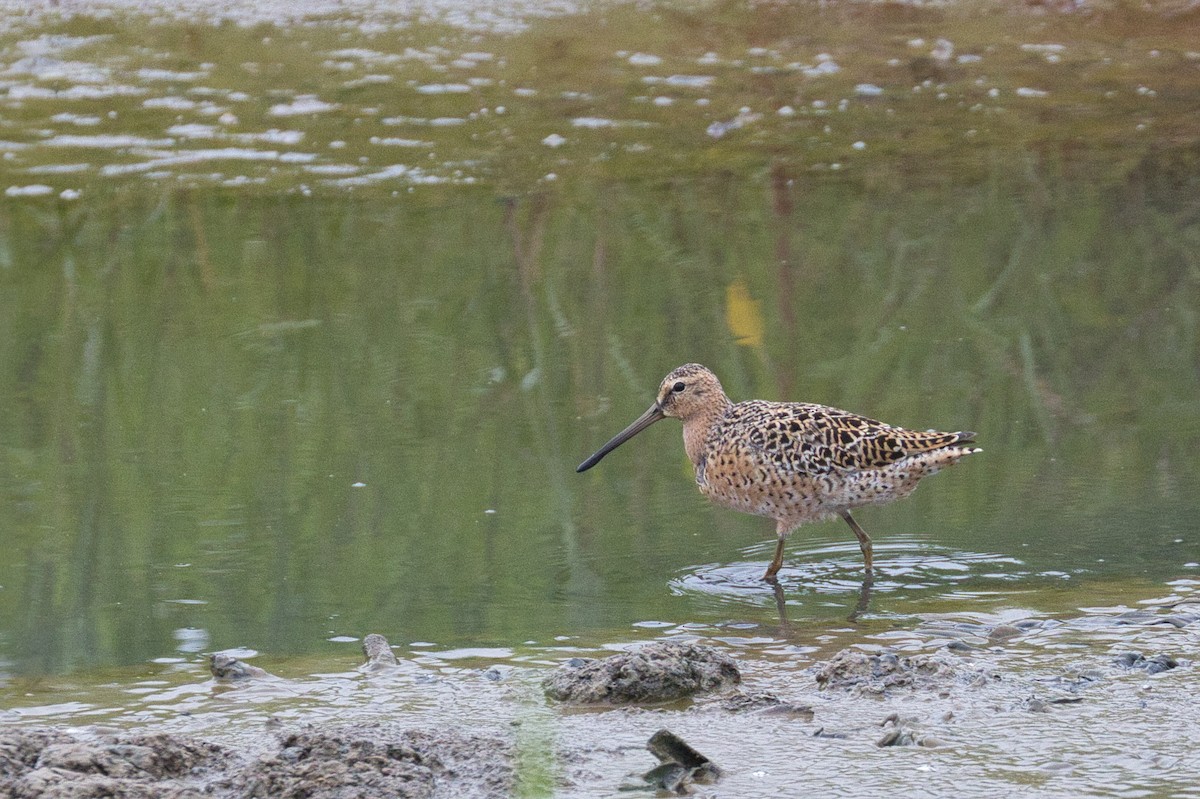 Long-billed Dowitcher - Hayley Keevan