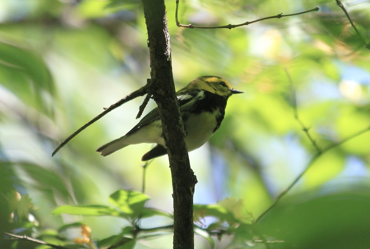 Black-throated Green Warbler - ML567871661