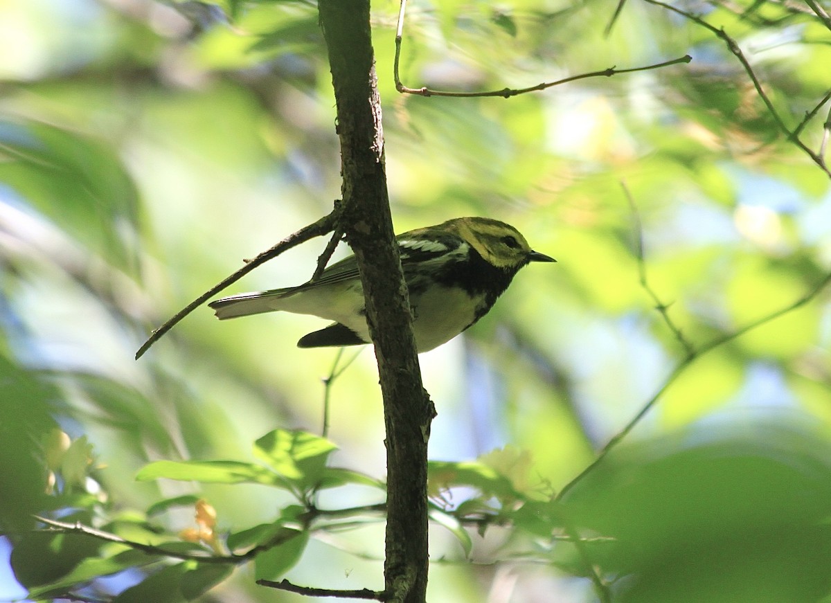 Black-throated Green Warbler - ML567871671